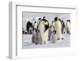 Antarctica, Snow Hill. Emperor penguin chicks stand near an adult in the hopes of being fed.-Ellen Goff-Framed Photographic Print