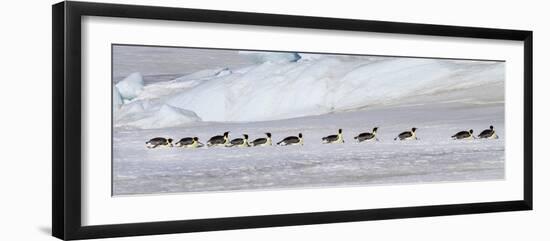 Antarctica, Snow Hill. Emperor penguins return to the rookery scooting over the ice-Ellen Goff-Framed Photographic Print
