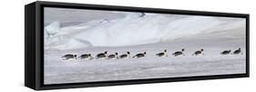 Antarctica, Snow Hill. Emperor penguins return to the rookery scooting over the ice-Ellen Goff-Framed Stretched Canvas