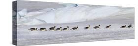 Antarctica, Snow Hill. Emperor penguins return to the rookery scooting over the ice-Ellen Goff-Stretched Canvas