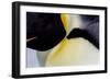 Antarctica, Snow Hill. Headshot of an emperor penguin adult showing the beautiful coloration.-Ellen Goff-Framed Photographic Print