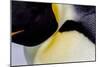 Antarctica, Snow Hill. Headshot of an emperor penguin adult showing the beautiful coloration.-Ellen Goff-Mounted Photographic Print