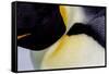 Antarctica, Snow Hill. Headshot of an emperor penguin adult showing the beautiful coloration.-Ellen Goff-Framed Stretched Canvas