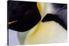 Antarctica, Snow Hill. Headshot of an emperor penguin adult showing the beautiful coloration.-Ellen Goff-Stretched Canvas