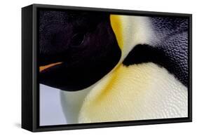 Antarctica, Snow Hill. Headshot of an emperor penguin adult showing the beautiful coloration.-Ellen Goff-Framed Stretched Canvas