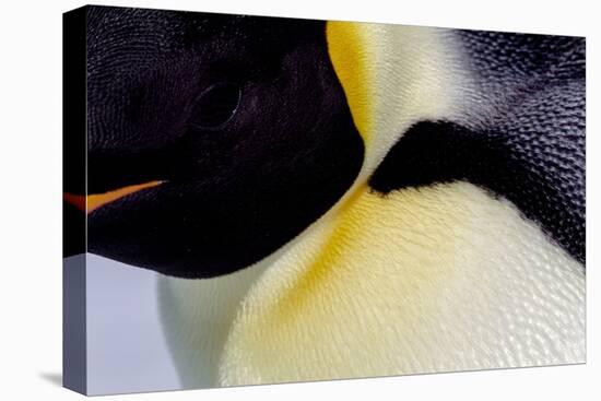 Antarctica, Snow Hill. Headshot of an emperor penguin adult showing the beautiful coloration.-Ellen Goff-Stretched Canvas