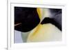 Antarctica, Snow Hill. Headshot of an emperor penguin adult showing the beautiful coloration.-Ellen Goff-Framed Photographic Print