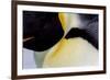 Antarctica, Snow Hill. Headshot of an emperor penguin adult showing the beautiful coloration.-Ellen Goff-Framed Photographic Print