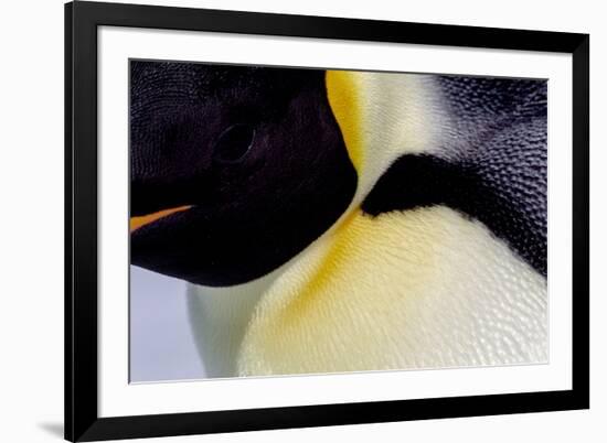 Antarctica, Snow Hill. Headshot of an emperor penguin adult showing the beautiful coloration.-Ellen Goff-Framed Photographic Print