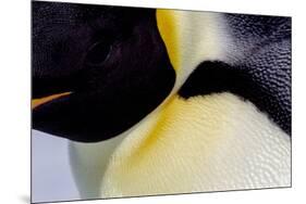 Antarctica, Snow Hill. Headshot of an emperor penguin adult showing the beautiful coloration.-Ellen Goff-Mounted Photographic Print