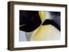 Antarctica, Snow Hill. Headshot of an emperor penguin adult showing the beautiful coloration.-Ellen Goff-Framed Photographic Print