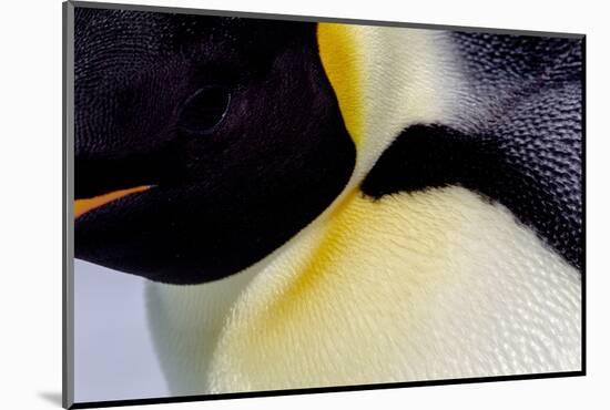 Antarctica, Snow Hill. Headshot of an emperor penguin adult showing the beautiful coloration.-Ellen Goff-Mounted Photographic Print