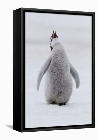 Antarctica, Snow Hill. Portrait of a penguin chick.-Ellen Goff-Framed Stretched Canvas