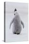 Antarctica, Snow Hill. Portrait of a penguin chick.-Ellen Goff-Stretched Canvas