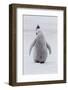 Antarctica, Snow Hill. Portrait of a penguin chick.-Ellen Goff-Framed Photographic Print