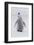 Antarctica, Snow Hill. Portrait of a penguin chick.-Ellen Goff-Framed Photographic Print