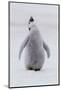 Antarctica, Snow Hill. Portrait of a penguin chick.-Ellen Goff-Mounted Photographic Print