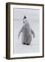 Antarctica, Snow Hill. Portrait of a penguin chick.-Ellen Goff-Framed Photographic Print