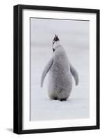 Antarctica, Snow Hill. Portrait of a penguin chick.-Ellen Goff-Framed Photographic Print