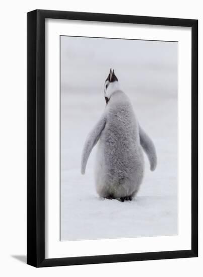 Antarctica, Snow Hill. Portrait of a penguin chick.-Ellen Goff-Framed Photographic Print