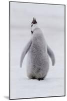 Antarctica, Snow Hill. Portrait of a penguin chick.-Ellen Goff-Mounted Photographic Print