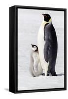 Antarctica, Snow Hill. Portrait of an adult with its chick.-Ellen Goff-Framed Stretched Canvas