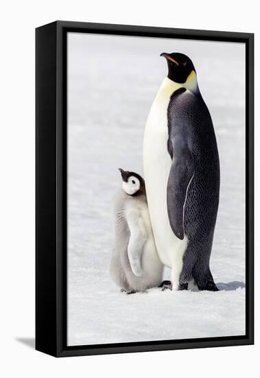 Antarctica, Snow Hill. Portrait of an adult with its chick.-Ellen Goff-Framed Stretched Canvas