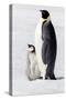 Antarctica, Snow Hill. Portrait of an adult with its chick.-Ellen Goff-Stretched Canvas