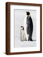 Antarctica, Snow Hill. Portrait of an adult with its chick.-Ellen Goff-Framed Photographic Print