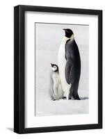 Antarctica, Snow Hill. Portrait of an adult with its chick.-Ellen Goff-Framed Photographic Print