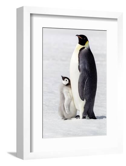 Antarctica, Snow Hill. Portrait of an adult with its chick.-Ellen Goff-Framed Photographic Print
