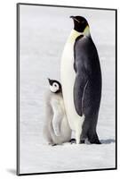 Antarctica, Snow Hill. Portrait of an adult with its chick.-Ellen Goff-Mounted Photographic Print