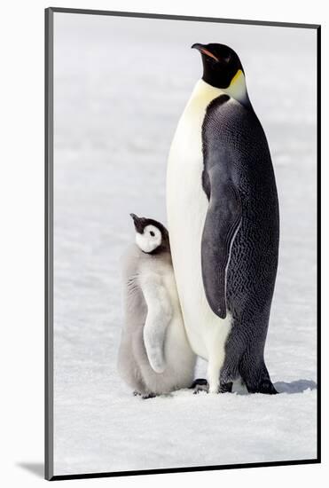 Antarctica, Snow Hill. Portrait of an adult with its chick.-Ellen Goff-Mounted Photographic Print