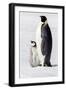 Antarctica, Snow Hill. Portrait of an adult with its chick.-Ellen Goff-Framed Photographic Print