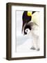 Antarctica, Snow Hill. Portrait of an emperor penguin chick standing next to its parent.-Ellen Goff-Framed Photographic Print