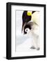 Antarctica, Snow Hill. Portrait of an emperor penguin chick standing next to its parent.-Ellen Goff-Framed Photographic Print