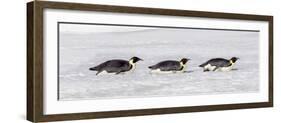 Antarctica, Snow Hill. Three emperor penguin adults return to the colony on their bellies-Ellen Goff-Framed Photographic Print