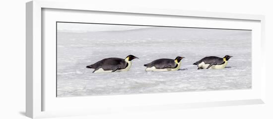 Antarctica, Snow Hill. Three emperor penguin adults return to the colony on their bellies-Ellen Goff-Framed Photographic Print