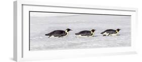 Antarctica, Snow Hill. Three emperor penguin adults return to the colony on their bellies-Ellen Goff-Framed Photographic Print