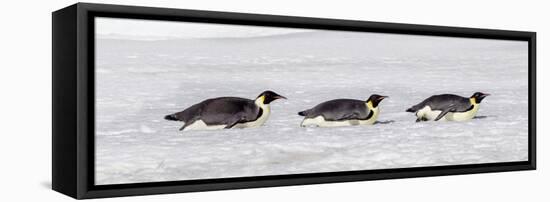 Antarctica, Snow Hill. Three emperor penguin adults return to the colony on their bellies-Ellen Goff-Framed Stretched Canvas