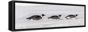 Antarctica, Snow Hill. Three emperor penguin adults return to the colony on their bellies-Ellen Goff-Framed Stretched Canvas