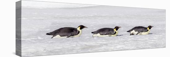 Antarctica, Snow Hill. Three emperor penguin adults return to the colony on their bellies-Ellen Goff-Stretched Canvas