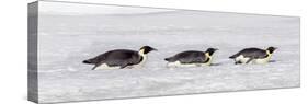 Antarctica, Snow Hill. Three emperor penguin adults return to the colony on their bellies-Ellen Goff-Stretched Canvas