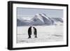 Antarctica, Snow Hill. Two emperor penguins stand together in the icy landscape.-Ellen Goff-Framed Photographic Print