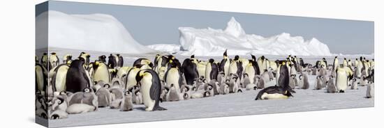 Antarctica, Snow Hill. View of the emperor penguin rookery against the icebergs-Ellen Goff-Stretched Canvas