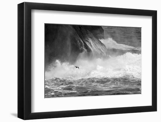 Antarctica, South Atlantic. Cormorant Flying over Frothing Sea-Bill Young-Framed Photographic Print