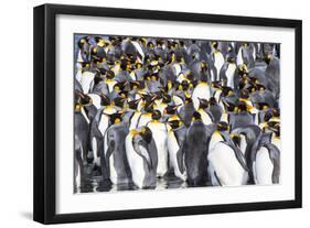 Antarctica, South Georgia Island, Salisbury Plain, King Penguins-Hollice Looney-Framed Photographic Print