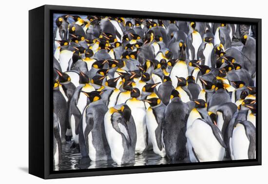 Antarctica, South Georgia Island, Salisbury Plain, King Penguins-Hollice Looney-Framed Stretched Canvas