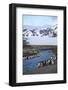 Antarctica, South Georgia Island. St. Andrew's Bay, King Penguins in mountain landscape.-Hollice Looney-Framed Photographic Print