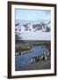 Antarctica, South Georgia Island. St. Andrew's Bay, King Penguins in mountain landscape.-Hollice Looney-Framed Photographic Print